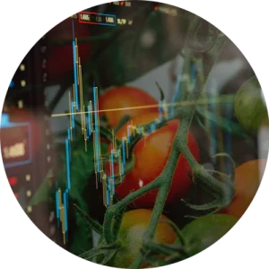 The image showcases the effectiveness of LazyGrow’s advanced algorithms in optimizing hydroponic growth, highlighted by plump, ripe tomatoes. Through automated nutrient management, pH balance, and environmental control, LazyGrow ensures ideal conditions for healthy plant development. The result is vibrant, juicy tomatoes with minimal effort, showcasing how automation enhances efficiency and maximizes yield for hydroponic growers.